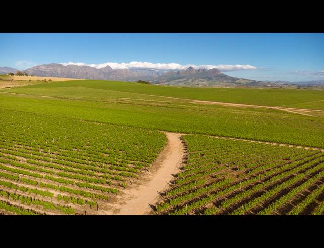 94HA FARM FOR SALE IN STELLENBOSCH FARMS